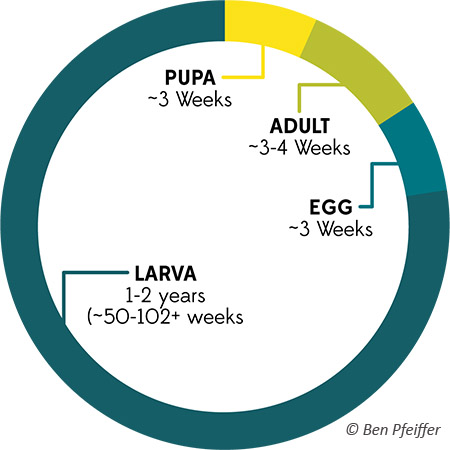 Image of Firefly Life Cycle